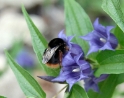 Bumble bee, Corsica France